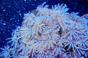 Tan Xenia coral polyps