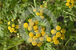 Tanacetum