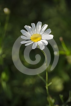 Tanacetum cinerariifolium - Pyrethrum