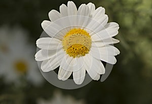 Tanacetum Cinerariifolium, Pyrethrum of Commerce, Facing the Cam