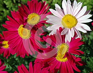 Tanacetum coccineum \'Robinson Mix\' Flowers