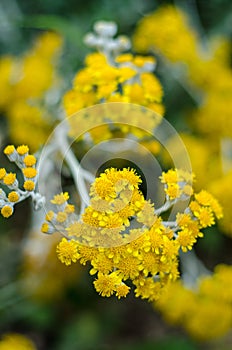 Tanacetum flowers photo