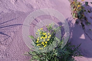 Tanacetum. The harsh White sea. Cold autumn day on Yagry island, Severodvinsk