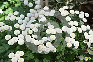 Tanacetum Parthenium Feverfew Compositae or Chrysanthemum Indicum Indian Chrysanthemum