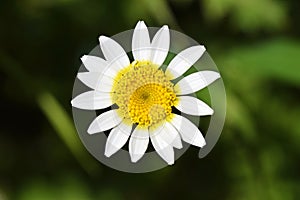 Tanacetum parthenium, feverfew flower photo