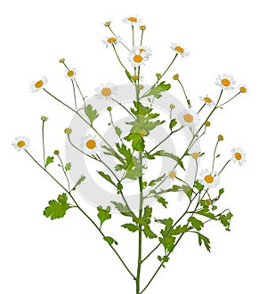 Tanacetum parthenium (feverfew) flowers