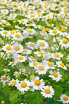 Tanacetum parthenium flowers photo