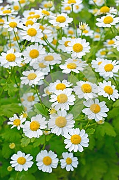 Tanacetum parthenium photo