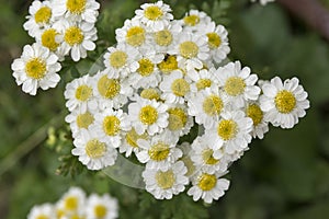 Tanacetum parthenium wild flower in bloom photo