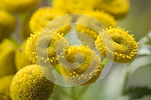 Tanacetum vulgare detail photo