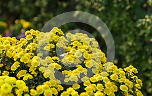 Tanacetum vulgare L,in a variety of Chrysanthemum Exhibition