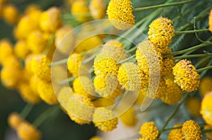 Tanacetum vulgare tansy photo