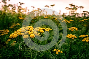 Tanacetum vulgare photo