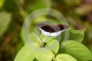 Tanaecia is a genus of butterflies of the family Nymphalidae.