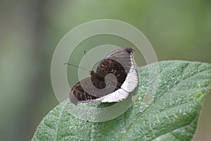 Tanaecia- Nymphalidae Butterfly