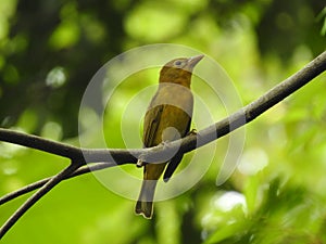 Tanagar Bird Jungle in Jaco CR photo