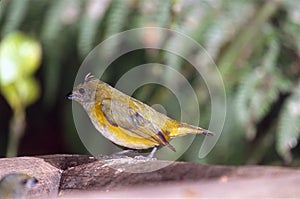 Tanager photo