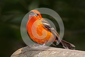 Tanager from Costa Rica. Orange bird Flame-colored Tanager, Piranga bidentata, Savegre, Costa Rica. Bird sitting in the dark fores