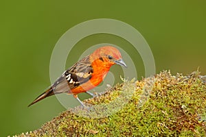 Tanager from Costa Rica. Wildlife scene from nature. Orange bird Flame-colored Tanager, Piranga bidentata, Savegre, Costa Rica. Bi