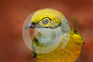 Tanager, detail portrait of bird. Silver-throated Tanager, Tangara icterocephala, exotic tropical blue tanager with yellow head,