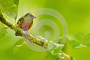 Tanager, exotic tropic blue bird from Costa Rica. Bird sitting on beautiful green moss branch. Birdwatching in South America. Tana