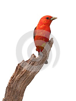 Tanager Pose photo