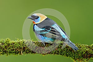 Tanager sitting on the branch. Golden-hooded Tanager, Tangara larvata, exotic tropic blue bird with gold head from Costa Rica. Gre photo