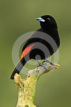 Tanager from tropic forest. Black and red song bird. Scarlet-rumped Tanager, Ramphocelus passerinii, exotic tropic red and black