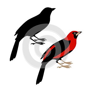 Tanager vector illustration Flat style black
