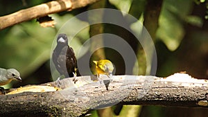 Tanagers on a branch eating banana