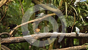 Tanagers on a branch eating banana