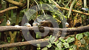 Tanagers on a branch eating banana