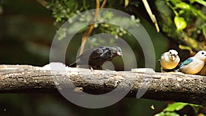 Tanagers on a branch eating banana