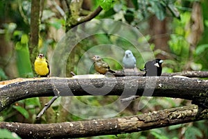 Tanagers eating banana