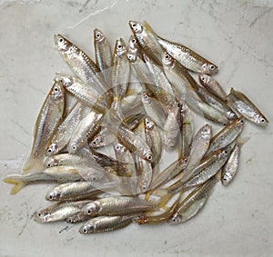 Tanago wader paray fish microfishing