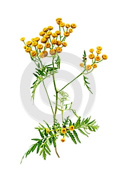 Tanaisie Tanacetum vulgre, plante medicinal,