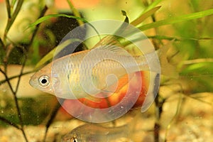 Tanakia limbata tango fish