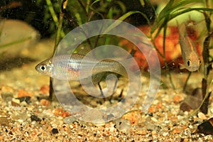 Tanakia limbata tango fish