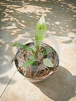 Tanaman anthurium jemani tanduk , Anthurium jemani horn plant