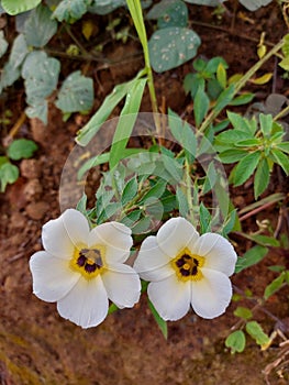 Tanaman hias Bunga pukul delapan or Turnera ulmifolia or subulata or turberaceae