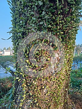 Tanaman kecil tumbuh di pohon