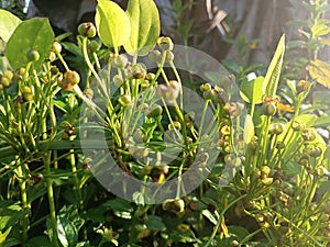 Tanaman liar echinodorus cordifolius