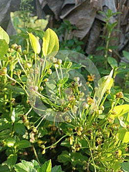 Tanaman liar echinodorus cordifolius