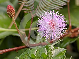 the putri malu mimosa Pudica plant is a plant originating from tropical america and spread across asia photo