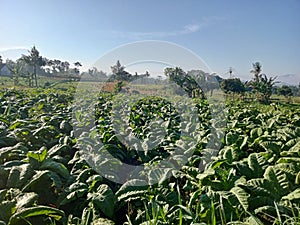 Tanaman tembakau kebun bintoro photo