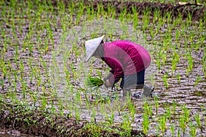 Tandur or planting rice