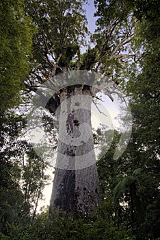 Tane Mahuta ,Kauri tree, Northland New Zealand. photo