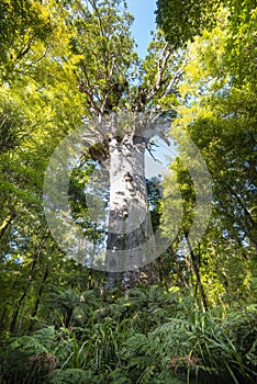 Tane Mahuta Kauri Tree photo