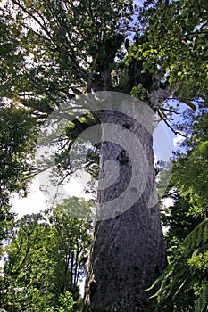 Tane Mahuta - Large Kauri Tree photo