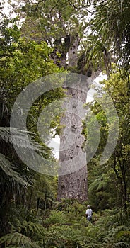 Tane Mahuta - Largest Kauri Tree in New Zealand